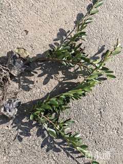 高度40厘米小叶蚊母