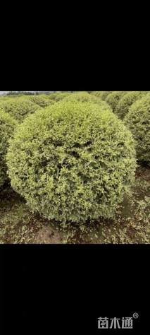 冠幅60厘米银姬小蜡球