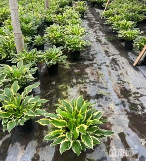 高度20厘米金边玉簪