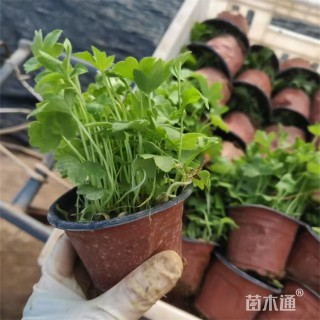 高度25厘米蓝花飞燕草