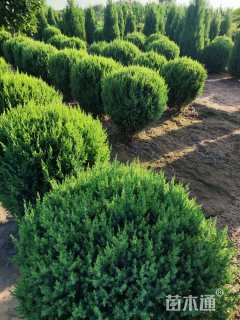 冠幅60厘米刺柏球