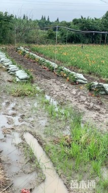 高度40厘米常绿萱草