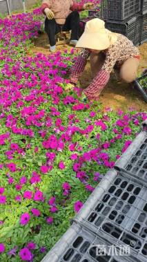 高度20厘米垂钓牵牛