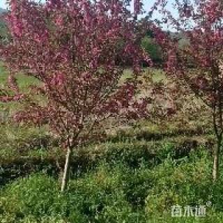 7公分北美海棠
