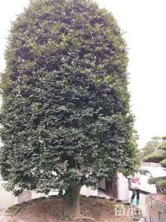 高度300厘米茶梅柱