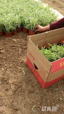 高度20厘米墨西哥鼠尾草