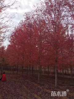 14公分北美红枫