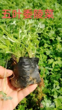 高度15厘米委陵菜