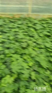 高度20厘米八角金盘