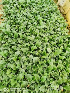 高度8厘米非洲菊