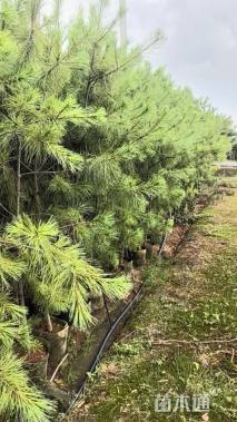 高度200厘米华山松