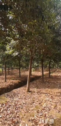 12公分大叶女贞