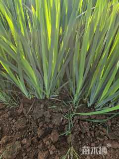 高度40厘米鸢尾