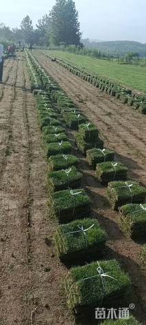 草块状马尼拉草