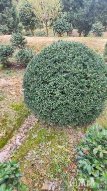 冠幅140厘米龟甲冬青球