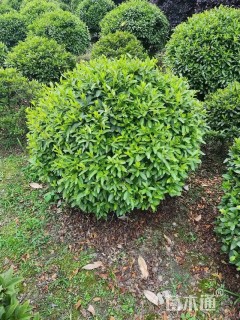 冠幅120厘米毛鹃球