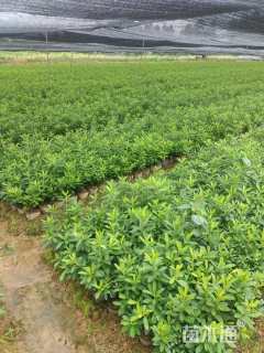 高度30厘米毛鹃