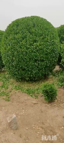 冠幅100厘米大叶黄杨球
