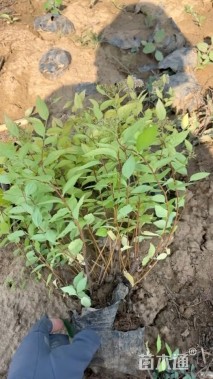 高度30厘米金山绣线菊