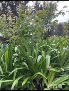 高度40厘米百子莲