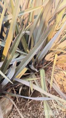 高度80厘米赛亚麻