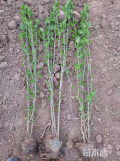 高度45厘米玫瑰木槿