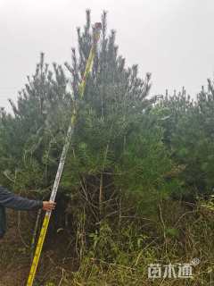 高度300厘米白皮松