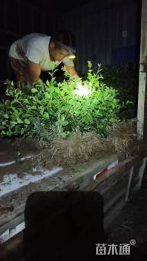 高度35厘米茶梅小苗