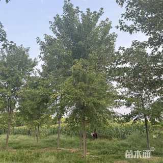 10公分美国红枫