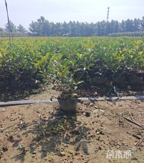 1公分红叶石楠中桶