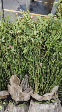 高度40厘米丰花月季