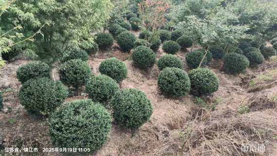 冠幅80厘米龟甲冬青球