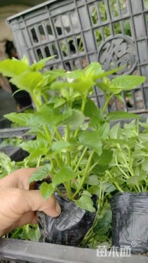 高度10厘米夏堇