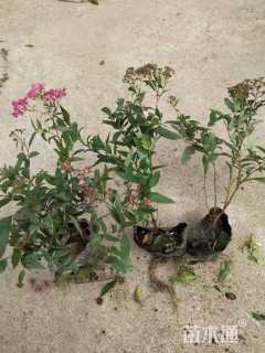 高度40厘米绣线菊