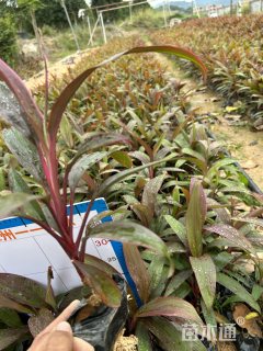 高度10厘米朱蕉