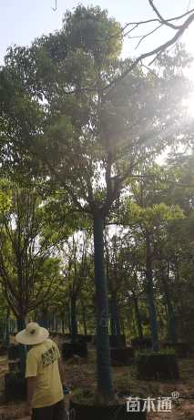 18公分香樟