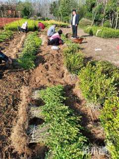 高度38厘米金叶女贞