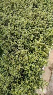 高度20厘米金边六月雪