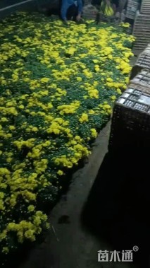 高度30厘米国庆菊