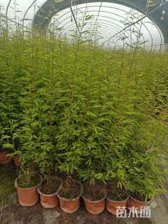 高度30厘米细叶合欢