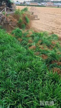 高度20厘米麦冬