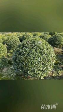 冠幅120厘米海桐球