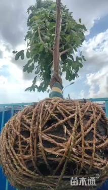 高度388厘米含笑