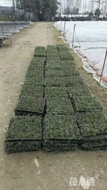 高度10厘米玉龙草