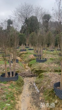 高度350厘米丛生紫薇