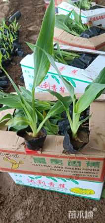 高度30厘米美人蕉