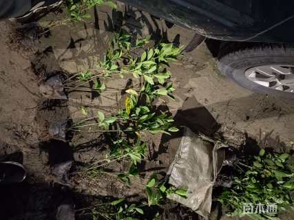 高度50厘米大叶栀子