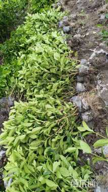 高度25厘米小叶栀子