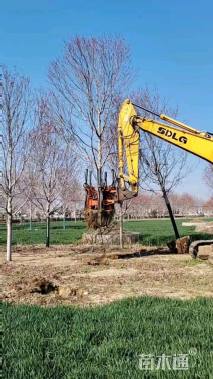 14公分美国红枫