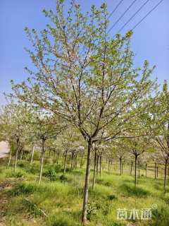 10公分高杆染井吉野樱